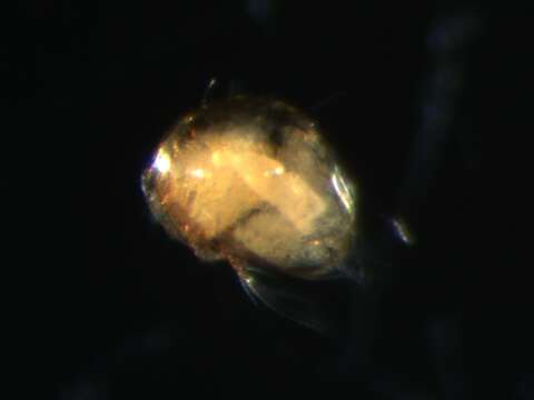 Image of Pygmephoroidea