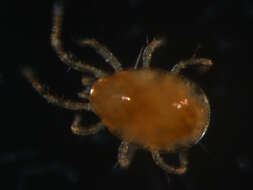 Image of Phytoseiidae