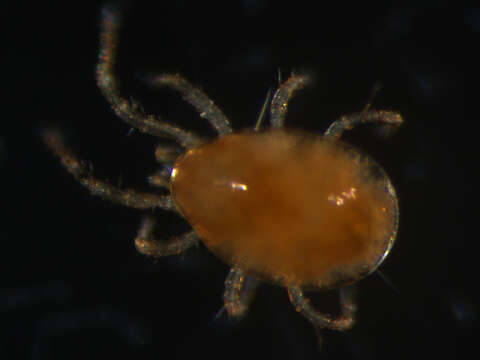 Image of Phytoseiidae