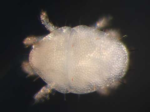 Image of Raphignathoidea