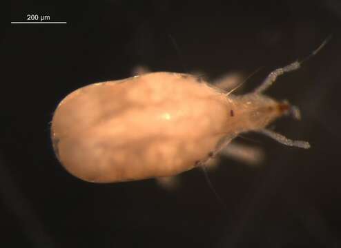 Image of snout mites