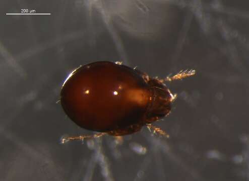 Image of Scutozetes lanceolatus Hammer 1952