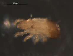 Image of Trhypochthonius cladonicolus (Willmann 1920)