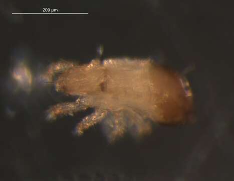 Слика од Trhypochthonius cladonicolus (Willmann 1920)