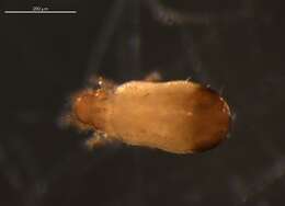 Imagem de Trhypochthonius cladonicolus (Willmann 1920)