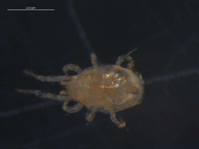 Image of Phytoseiidae