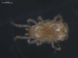 Image of Phytoseiidae