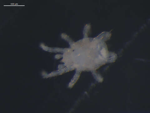 Image of Phytoseiidae