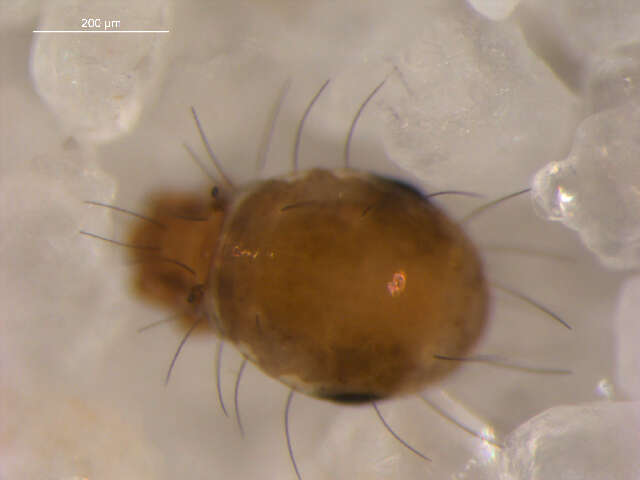 Image of mites