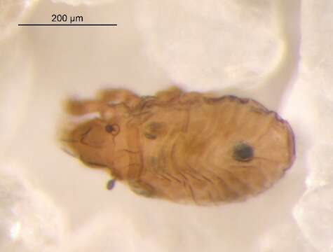 Слика од Propelops canadensis (Hammer 1952)