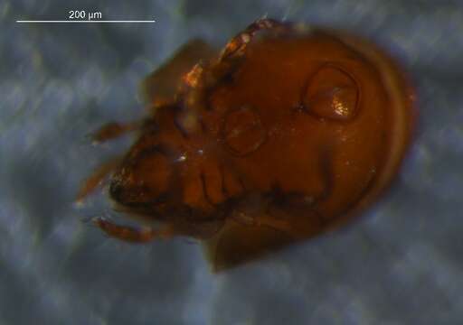 Слика од Propelops canadensis (Hammer 1952)