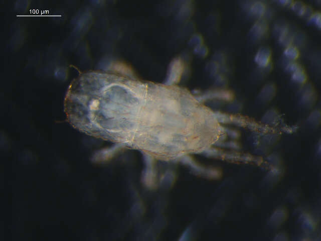 Image of Microgyniidae