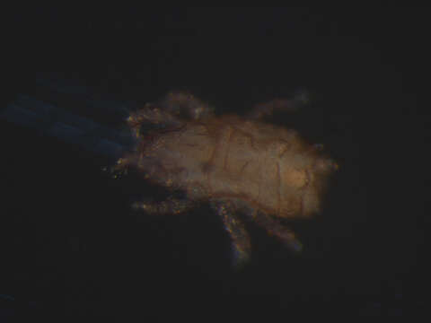 Imagem de Hermannia subgen. Heterohermannia Woas 1992