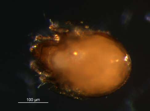 Neogymnobates subgen. Neogymnobates Ewing 1917 resmi