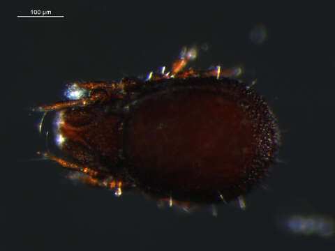 Image de Carabodes subgen. Carabodes Koch 1835