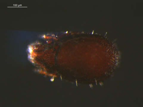 Image de Carabodes subgen. Carabodes Koch 1835