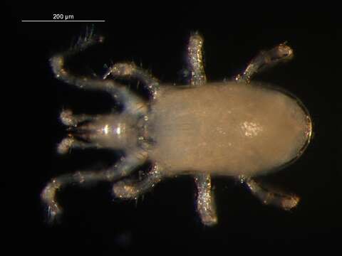 Слика од Hypoaspis
