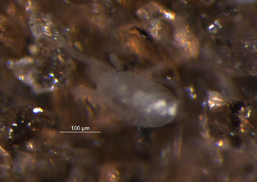 Image of Penthalodidae