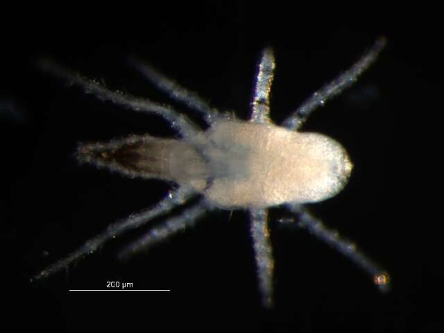 Image of Ologamasidae