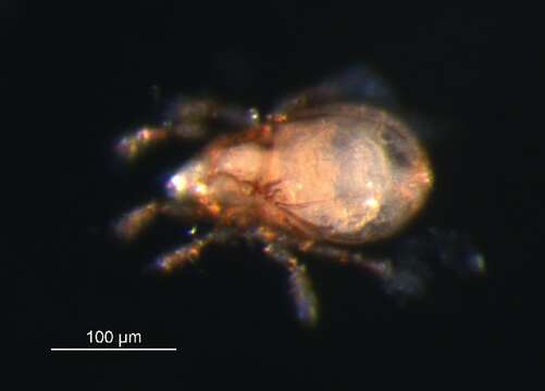 Image of Quadroppiidae Balogh 1983