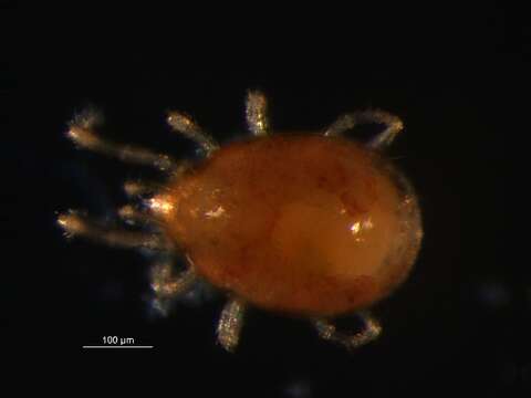 Image of Phytoseiidae