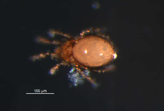 Image of Suctobelbidae Jacot 1938