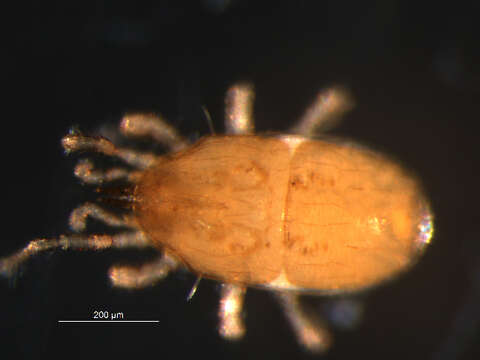 Image of Rhodacaroidea