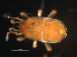 Image of Ologamasidae