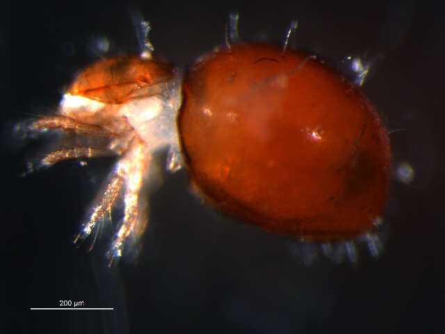 Image of Mite