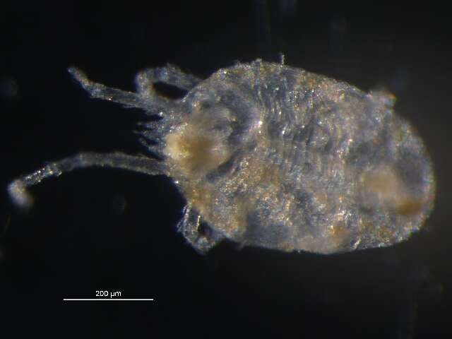 Image of spider mites