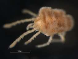 Image of micro velvet mites