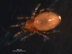 Image of Suctobelbidae Jacot 1938