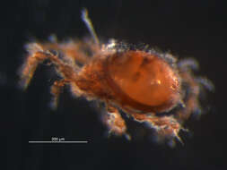 Image of Damaeus floccosus (Behan-Pelletier & Norton 1985)