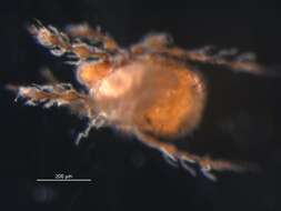 Image of Damaeus floccosus (Behan-Pelletier & Norton 1985)