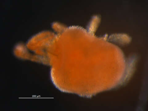 Image of micro velvet mites