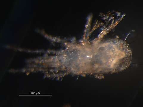 Image of Digamasellidae