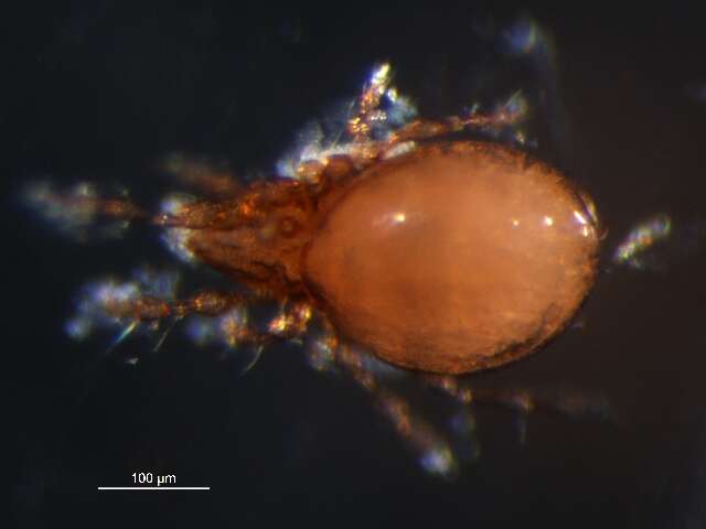 Image of Suctobelbidae Jacot 1938