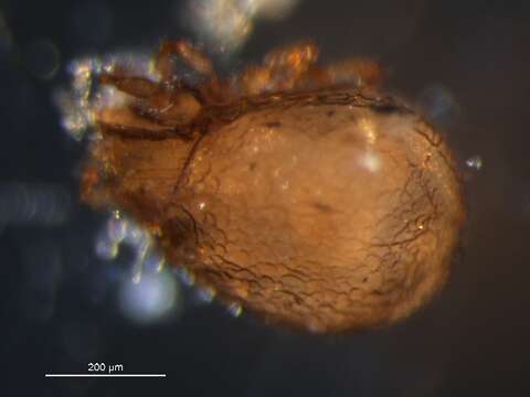 Image of Compactozetidae Luxton 1988