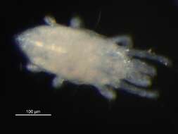 Image of Stigmaeidae