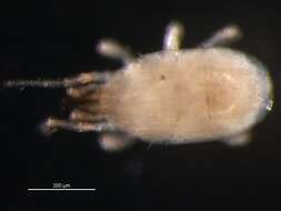 Image of Ologamasidae