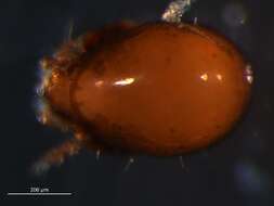 Image of Mycobates beringianus Behan-Pelletier 1994