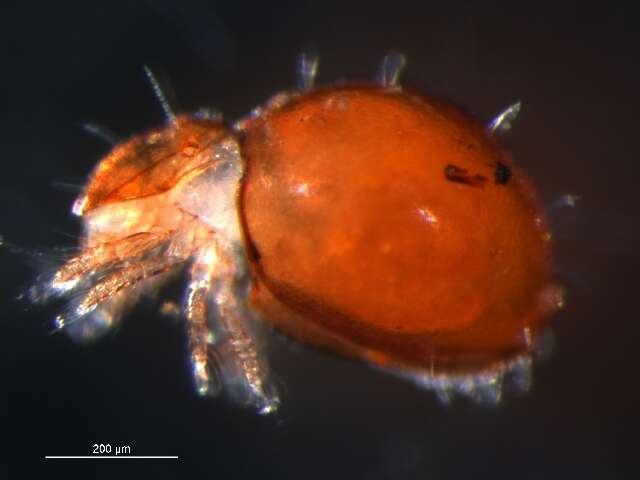 Image of Mite