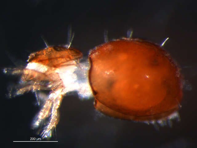 Image of Mite