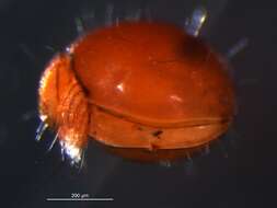 Image of Mite