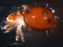 Image of Mite