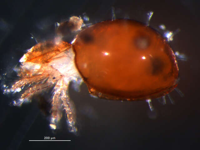 Image of Mite