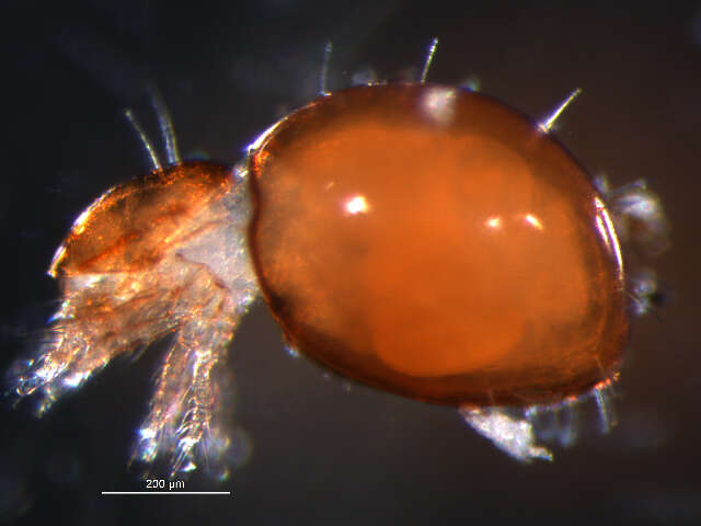 Image of Mite