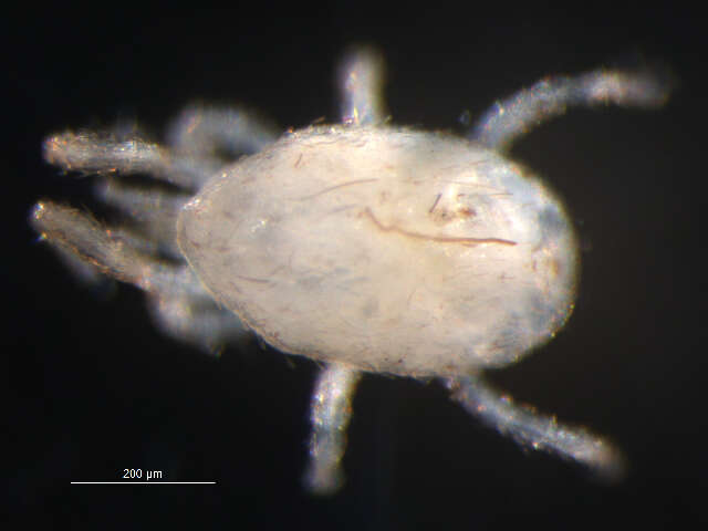 Image of Laelapidae