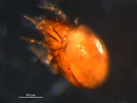 Neogymnobates subgen. Neogymnobates Ewing 1917 resmi