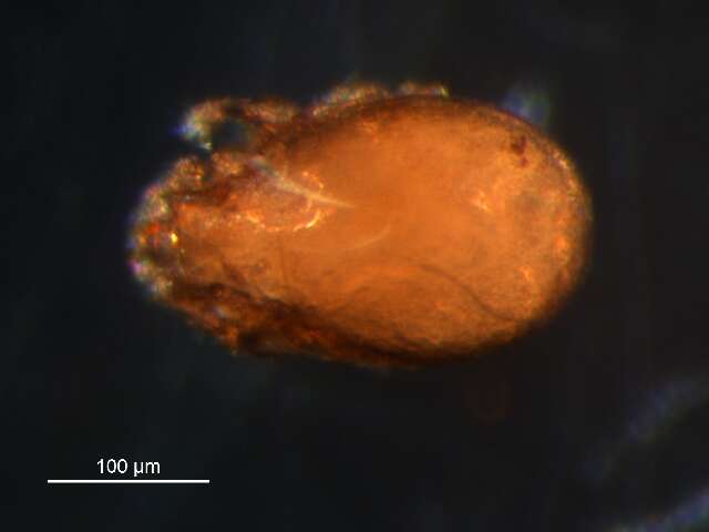 Слика од Tectocepheus velatus (Michael 1880)